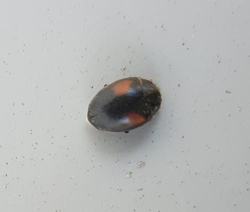 Réf. 217 137 : Scymnus sp.